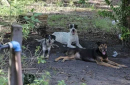 Animais resgatados em chácara recebem cuidados e aguardam adoção