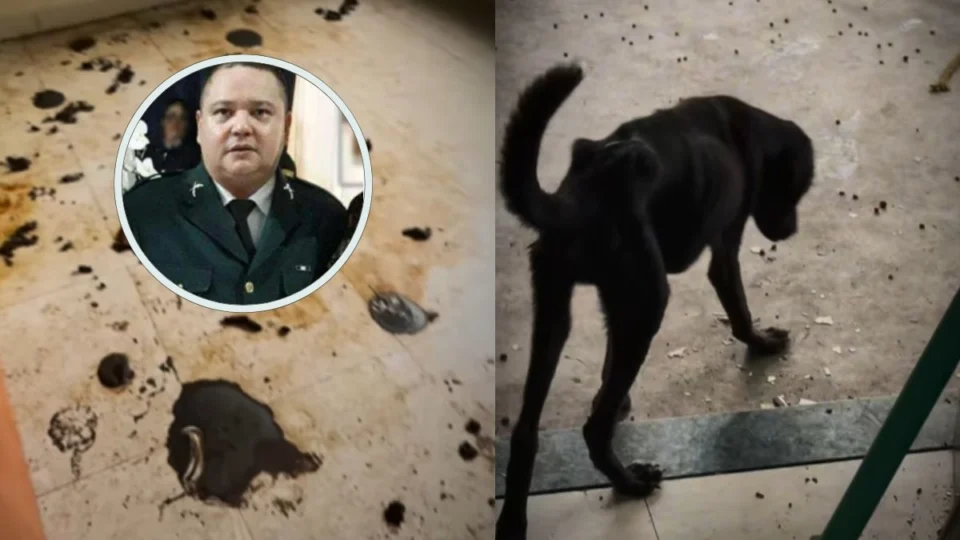 Policial militar é preso por cárcere privado e maus-tratos a mais de 60 animais em Boa Vista