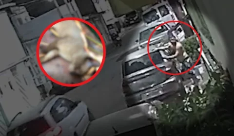VÍDEO: Animais de estimação são mortos por envenenamento em Manaus; suspeito é flagrado por câmeras