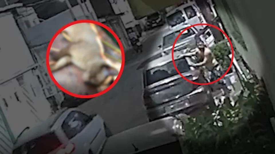 VÍDEO: Animais de estimação são mortos por envenenamento em Manaus; suspeito é flagrado por câmeras