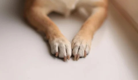 Cachorros são encontrados abandonados em Manaus; um foi filmado comendo outro animal morto