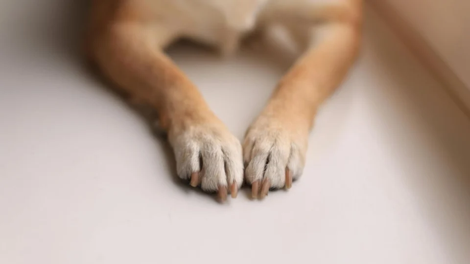 Cachorros são encontrados abandonados em Manaus; um foi filmado comendo outro animal morto