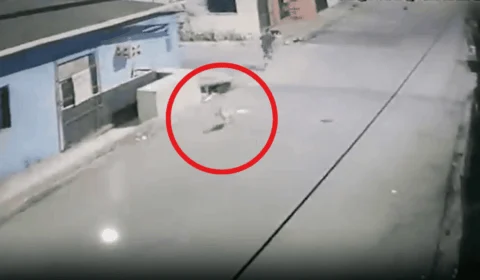 VÍDEO: homem esfaqueia cadela grávida em Manaus e é procurado pela polícia