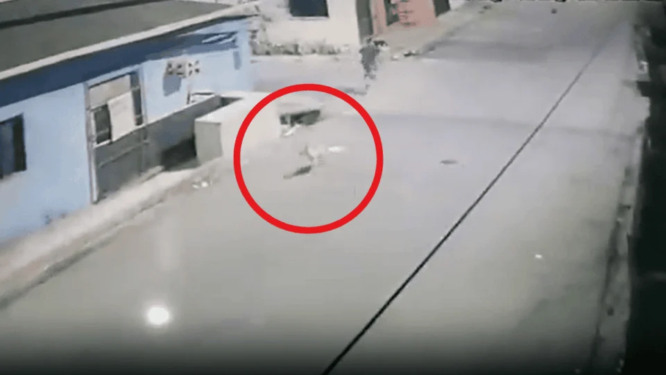 VÍDEO: homem esfaqueia cadela grávida em Manaus e é procurado pela polícia