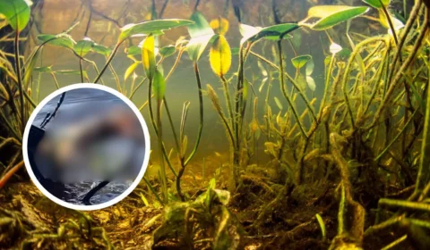 Perna de homem desaparecido é encontrada boiando em rio em Coari, no Amazonas