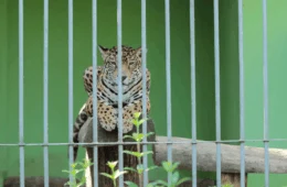 Justiça garante sepultamento em terra para credos de matriz africana no Acre
