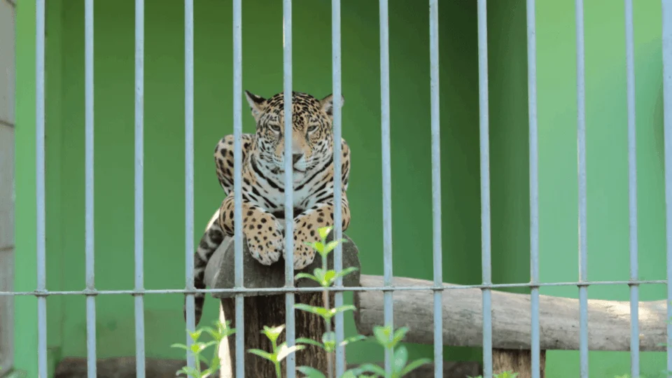 Justiça garante sepultamento em terra para credos de matriz africana no Acre