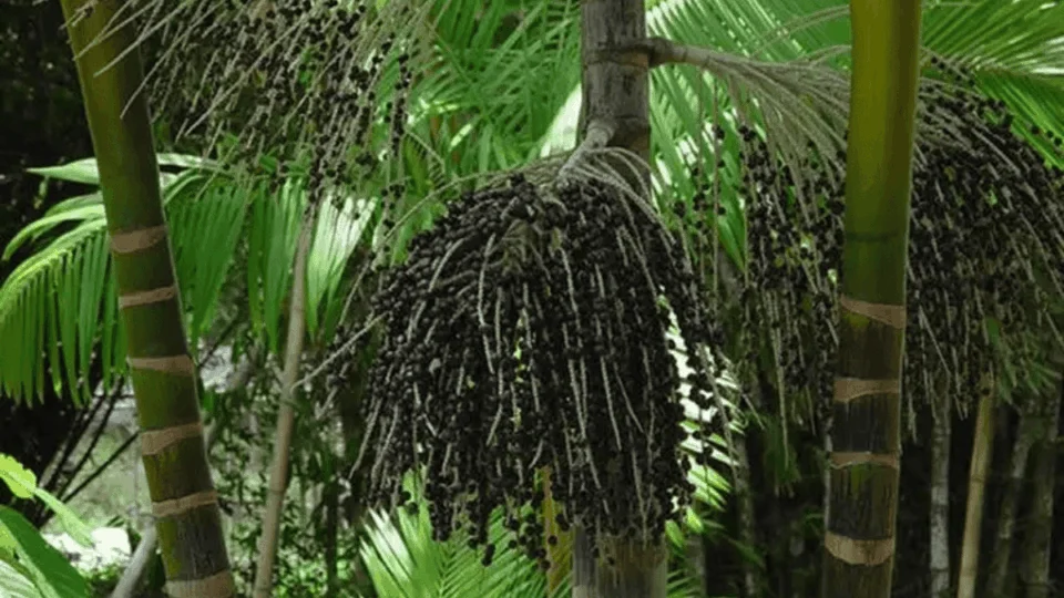Açaí movimenta bilhões e destaca o Norte na economia florestal brasileira