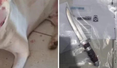 Homem é preso por esfaquear cachorro em Palmas (TO); veja os detalhes