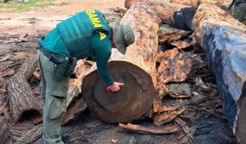 Ibama flagra serraria explorando ilegalmente castanheiras em Roraima