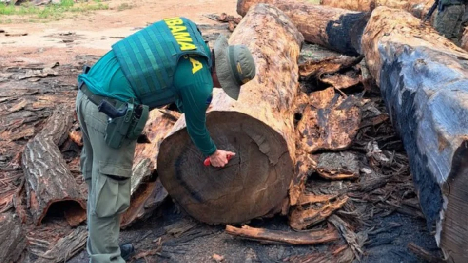 Ibama flagra serraria explorando ilegalmente castanheiras em Roraima