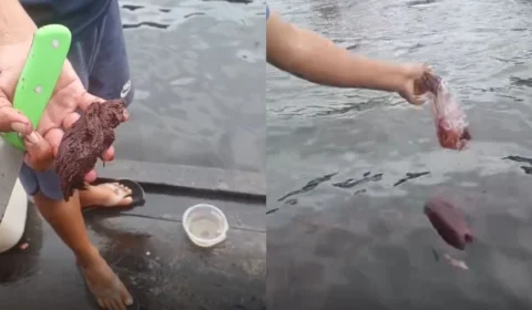 VÍDEO: consumidor flagra açaí adulterado com papel higiênico ou papelão no Amazonas