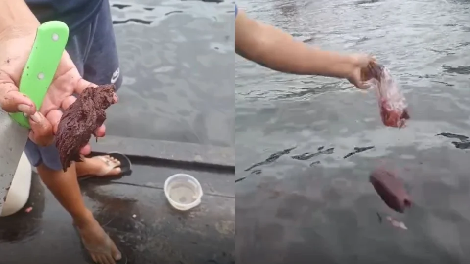 VÍDEO: consumidor flagra açaí adulterado com papel higiênico ou papelão no Amazonas