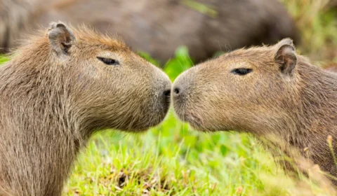 Dia da Capivara celebra relação do maior roedor do mundo com a cultura brasileira e com o Acre