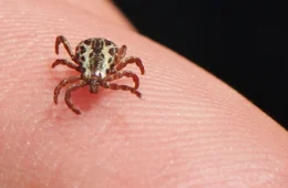 Estudo inédito registra nova espécie de carrapato no Acre e revela risco potencial de doenças