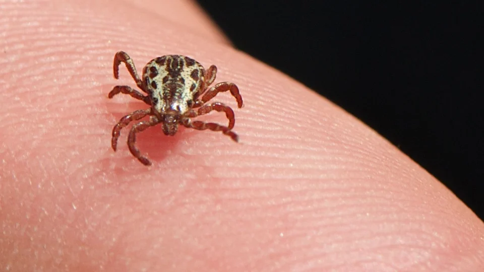 Estudo inédito registra nova espécie de carrapato no Acre e revela risco potencial de doenças