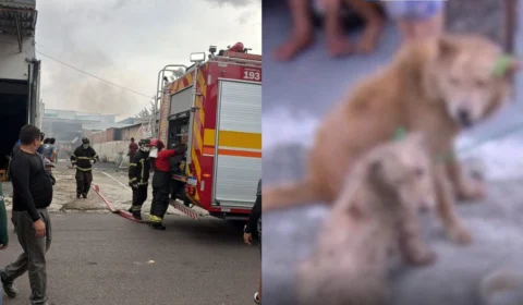 VÍDEO: incêndio destrói depósito de móveis e colchões em Manaus; moradores resgatam animais