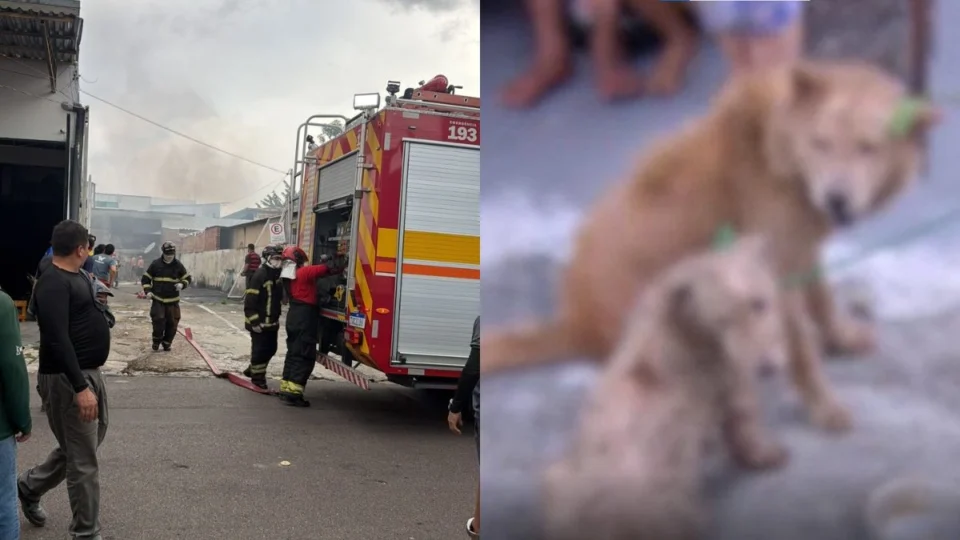 VÍDEO: incêndio destrói depósito de móveis e colchões em Manaus; moradores resgatam animais