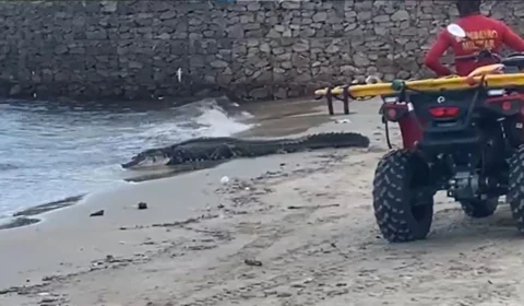 VÍDEO: jacaré gigante aparece na praia da Ponta Negra em Manaus e assusta banhistas