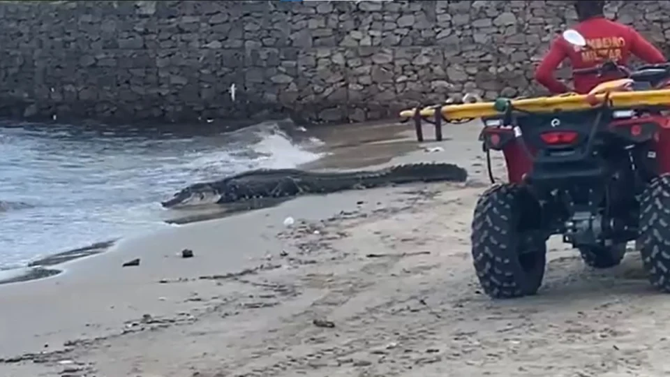 VÍDEO: jacaré gigante aparece na praia da Ponta Negra em Manaus e assusta banhistas