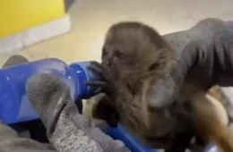 Mais de 100 animais são salvos de transporte ilegal após perseguição policial; confira