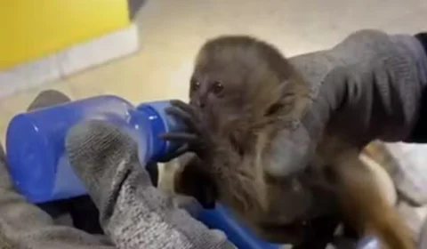 Mais de 100 animais são salvos de transporte ilegal após perseguição policial; confira