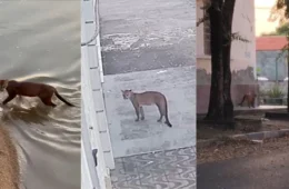 VÍDEO: Onça-parda circula pelo Centro de Boa Vista