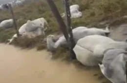 VÍDEO: raio mata 10 bois durante temporal em fazenda no Amazonas