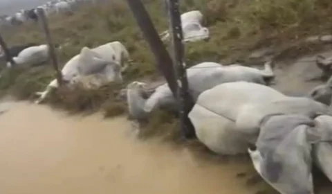 VÍDEO: raio mata 10 bois durante temporal em fazenda no Amazonas