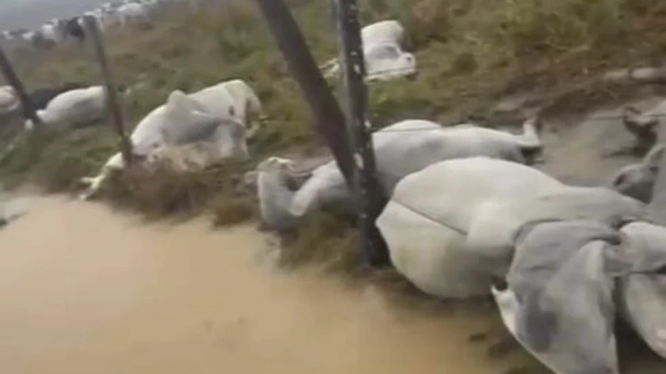VÍDEO: raio mata 10 bois durante temporal em fazenda no Amazonas