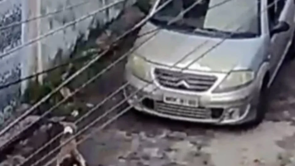 VÍDEO: motorista atropela cachorro em Manaus e debocha de acidente, segundo tutora
