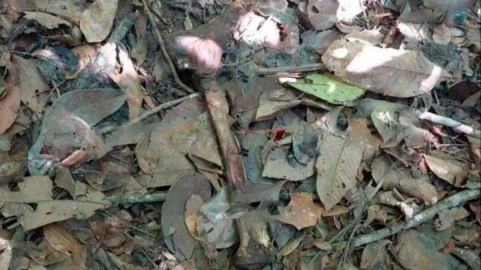 Ossada é encontrada por moradores em área rural de Novo Horizonte D’Oeste