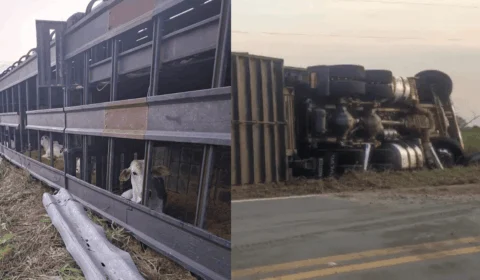 Carreta carregada com bezerros tomba na BR-317, no interior do Acre