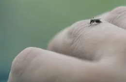 VÍDEO: Fiocruz Rondônia inicia nova etapa do projeto Pró-Amazônia Malária em Porto Velho