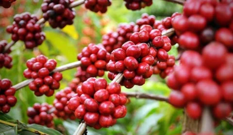 VÍDEO: Rondônia se torna referência na produção de café robusta da Amazônia