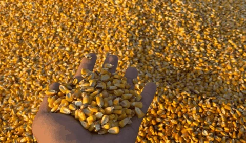 Acre deve colher 231 mil toneladas de grãos na safra 2025/2026, aponta levantamento