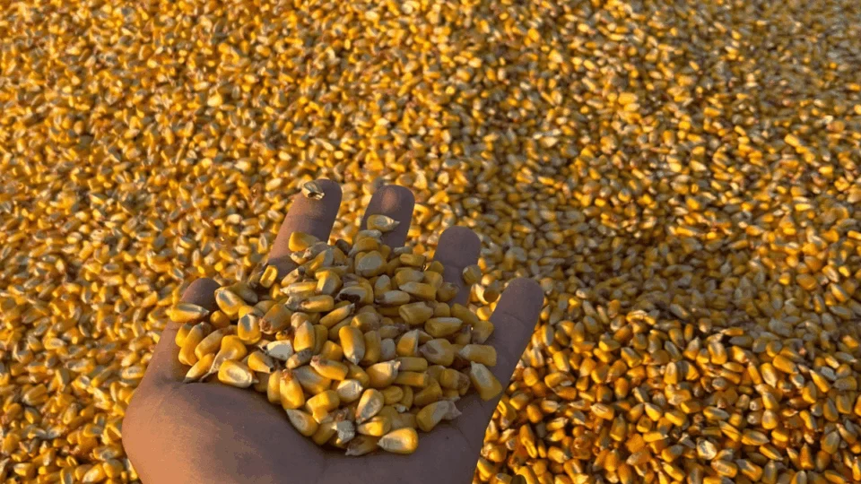 Acre deve colher 231 mil toneladas de grãos na safra 2025/2026, aponta levantamento