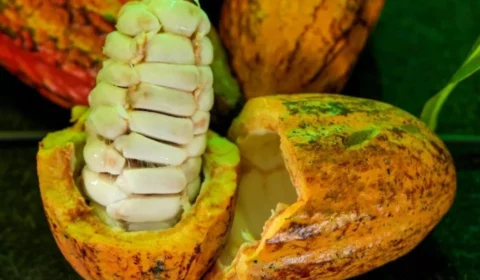 Produtores de Rondônia estão entre os finalistas do Concurso Nacional de Cacau Especial