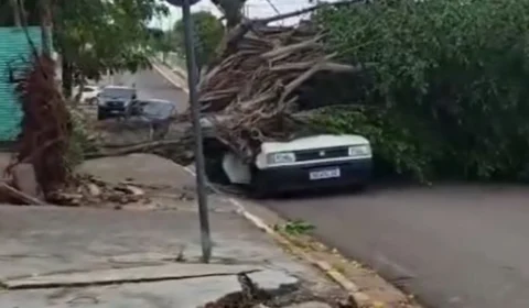 VÍDEO: Defesa Civil orienta moradores sobre riscos após queda de árvores em Cacoal