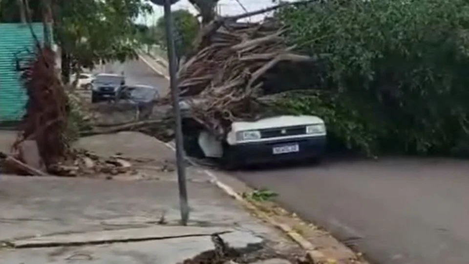 VÍDEO: Defesa Civil orienta moradores sobre riscos após queda de árvores em Cacoal
