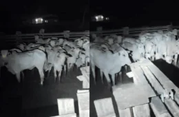 Ação da PM recupera 150 bois roubados e prende suspeitos no interior do Acre