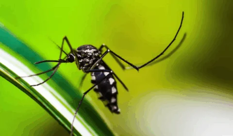 Acre enfrenta alta da dengue em 2025, com mais de 7,5 mil casos e cinco óbitos