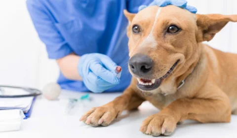 Inaugurado em Manaus o 1º hospital veterinário público; saiba como será o funcionamento