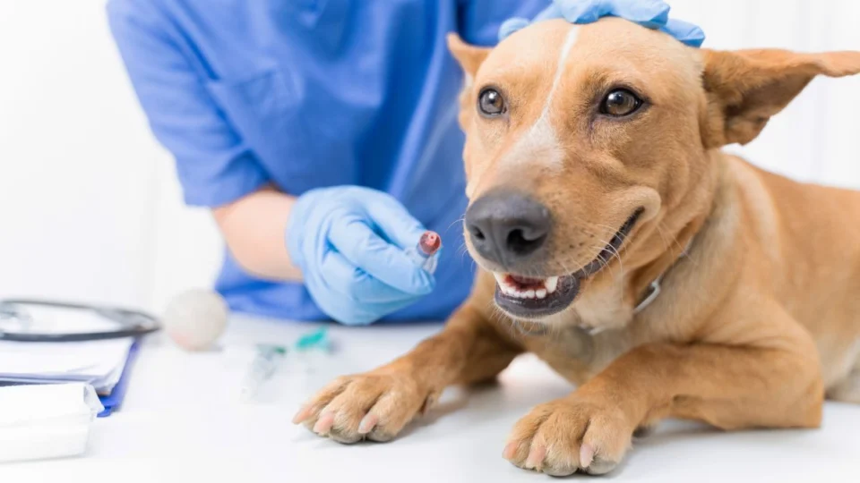 Inaugurado em Manaus o 1º hospital veterinário público; saiba como será o funcionamento