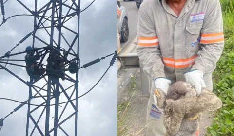 Bicho-preguiça causa apagão e deixa quatro bairros de Manaus sem energia