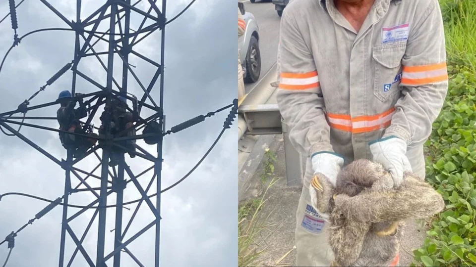 Bicho-preguiça causa apagão e deixa quatro bairros de Manaus sem energia