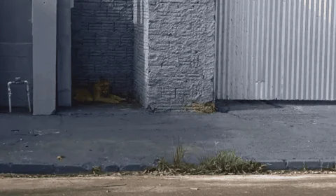 Onça-parda invade residência e deixa moradores em pânico; veja vídeo