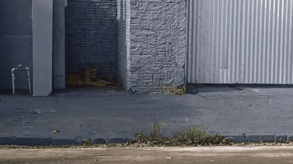 Onça-parda invade residência e deixa moradores em pânico; veja vídeo