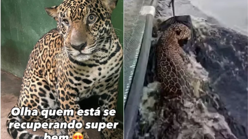 Onça-pintada baleada em Manaus apresenta melhora e segue em tratamento; veja estado de saúde