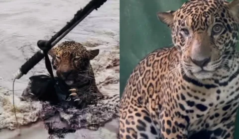 Onça resgatada no Rio Negro se recupera e voltará à natureza após reabilitação